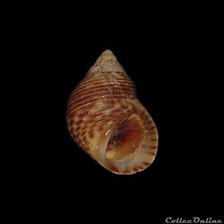 Littorinidae - Littoraria cingulifera (Dunker, 1845)