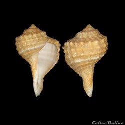 Cymatiidae - Ranularia cynocephala (Lamarck, 1816)