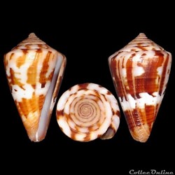 Dauciconus (Dauciconus) orion (Broderip, 1833)