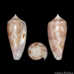 Phasmoconus (Phasmoconus) oishii (Shikama, 1977)