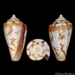 Floraconus algoensis scitulus (Reeve, 1849)