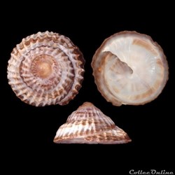 Calyptraeidae - Trochita trochiformis (Born, 1778)