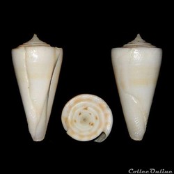 Conidae - Dauciconus (Dauciconus) attenuatus (Reeve, 1844)
