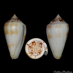Chelyconus ermineus ermineus (Born, 1778)