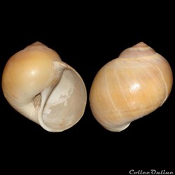 Naticidae - Euspira catena (da Costa, 1778)