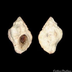 Coralliophilidae - Coralliophila meyendorffii (Calcara, 1845)