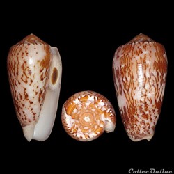 Pionoconus floccatus (Sowerby I, 1841)