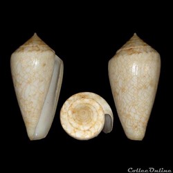 Cylinder nodulosus (Sowerby II, 1864)