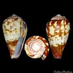 Conidae - Lautoconus (Varioconus) variegatus (Kiener, 1848)