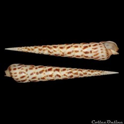 Terebridae - Terebra taurina (Lightfoot, 1786)