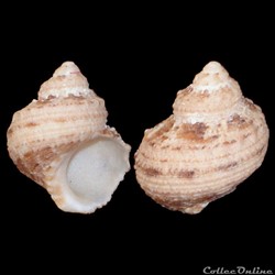 Turbinidae - Turbo castanea (Gmelin, 1791)