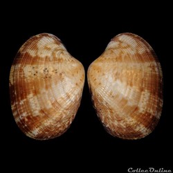 Veneridae - Polititapes aureus (Gmelin, 1791)