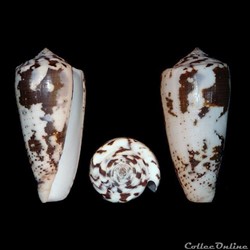 Pionoconus frauenfeldi (Crosse 1865)