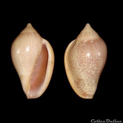 Marginellidae - Marginella glabella (Linné, 1758)