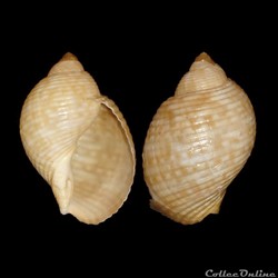 Tonnidae - Tonna pennata (Mörch, 1853)