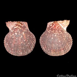 Pectinidae - Mimachlamys varia (Linné, 1758)