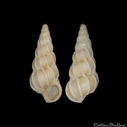Epitoniidae - Gyroscala commutata (Monterosato, 1877)