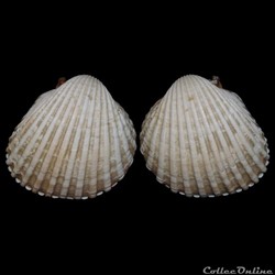 Cardiidae - Acanthocardia tuberculata (Linné, 1758)