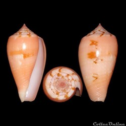 Pionoconus leobottonii (Lorenz, 2006)