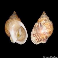 Nassariidae - Tritia mutabilis (Linné, 1758)
