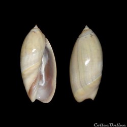 Olividae - Agaronia razetoi (Terzer, 1992)
