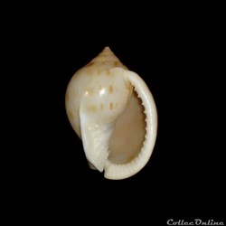 Cassidae - Semicassis granulata (Born, 1778)