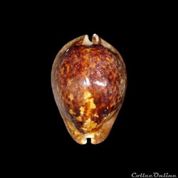 Cypraeidae - Trona stercoraria stercoraria (Linné, 1758)