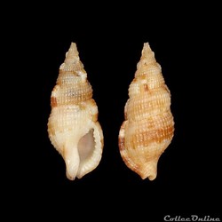 Colubrariidae - Colubraria obscura (Reeve, 1844)