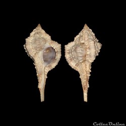 Muricidae - Vokesimurex messorius (Sowerby II, 1841)
