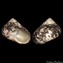 Tegulidae - Cittarium pica (Linné, 1758)