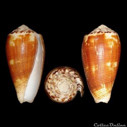 Pionoconus magus (Linné, 1758)