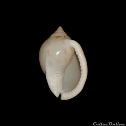 Cassidae - Semicassis granulata (Born, 1778)
