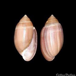 Actenoidae - Acteon tornatilis (Linné, 1758)