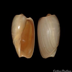 Volutidae - Cymbium cymbium (Linné, 1758)