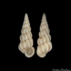 Epitoniidae - Epitonium clathrus (Linné, 1758)