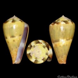 Rhizoconus sulphuratus (Kiener, 1846)