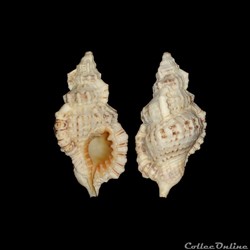 Cymatiidae - Monoplex nicobaricus (Röding, 1798)