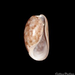 Bullidae - Bulla striata (Bruguière, 1792)