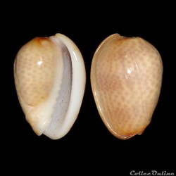 Cystiscidae - Persicula persicula (Linné, 1758)