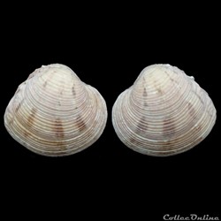 Veneridae - Venus crebrisulca (Lamarck, 1818)