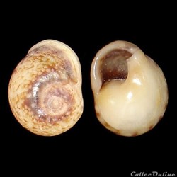 Nassariidae - Tritia neritea (Linné, 1758)