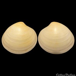 Veneridae - Dosinia lupinus (Linné, 1758)