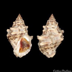 Muricidae - Stramonita rustica (Lamarck, 1822)