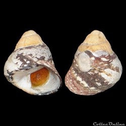 Trochidae - Phorcus punctulatus (Lamarck, 1822)