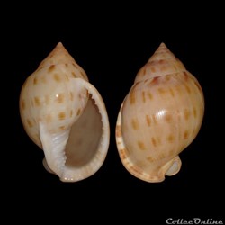 Cassidae - Semicassis granulata (Born, 1778)