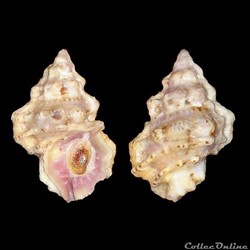 Bursidae - Bursa rhodostoma thomae (d'Orbigny, 1847)