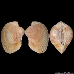 Arcidae - Lunarca ovalis (Bruguière, 1789)