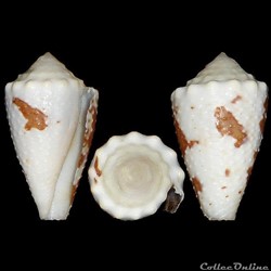 Conidae - Stephanoconus regius (Gmelin, 1791)