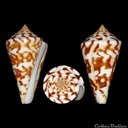 Conidae - Kohniconus centurio (Born, 1778)
