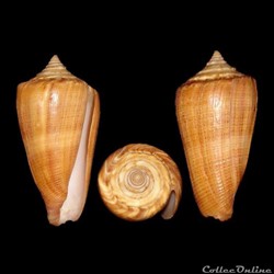 Calibanus furvus f. lignarius (Reeve, 1843)